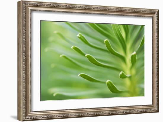 Green Goddess 2-Ross Gordon-Framed Giclee Print