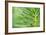 Green Goddess 2-Ross Gordon-Framed Giclee Print