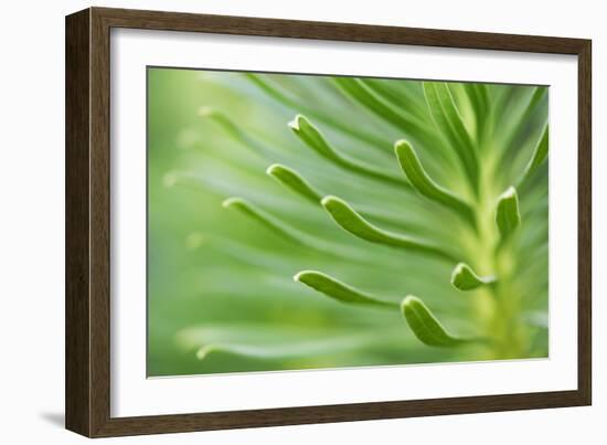 Green Goddess 2-Ross Gordon-Framed Giclee Print