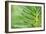 Green Goddess 2-Ross Gordon-Framed Giclee Print