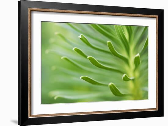 Green Goddess 2-Ross Gordon-Framed Giclee Print