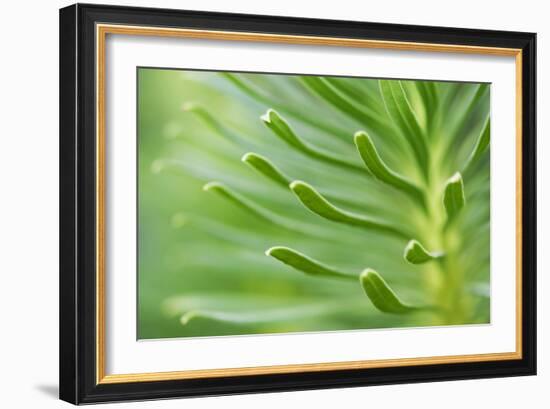 Green Goddess 2-Ross Gordon-Framed Giclee Print