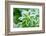 Green Grass in Hoarfrost-yanikap-Framed Photographic Print