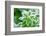 Green Grass in Hoarfrost-yanikap-Framed Photographic Print