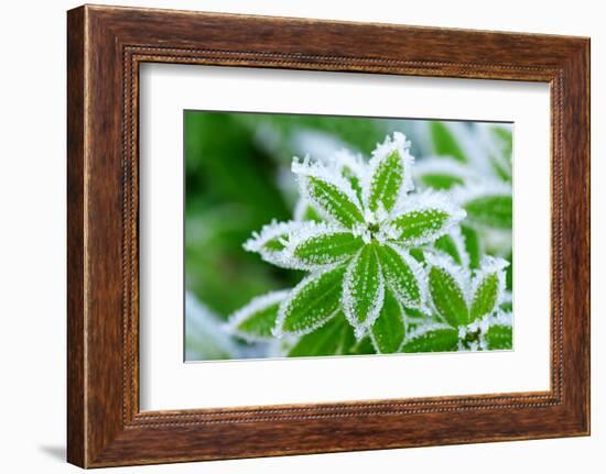 Green Grass in Hoarfrost-yanikap-Framed Photographic Print