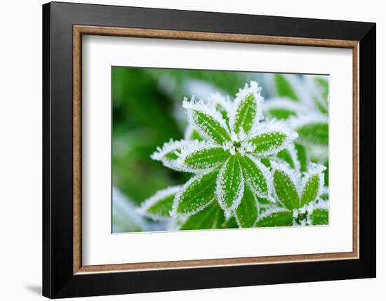 Green Grass in Hoarfrost-yanikap-Framed Photographic Print