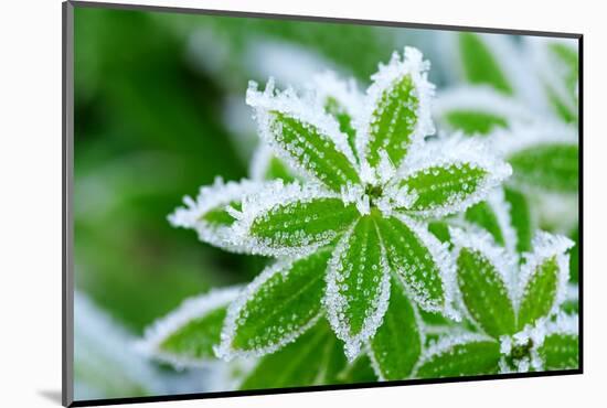 Green Grass in Hoarfrost-yanikap-Mounted Photographic Print