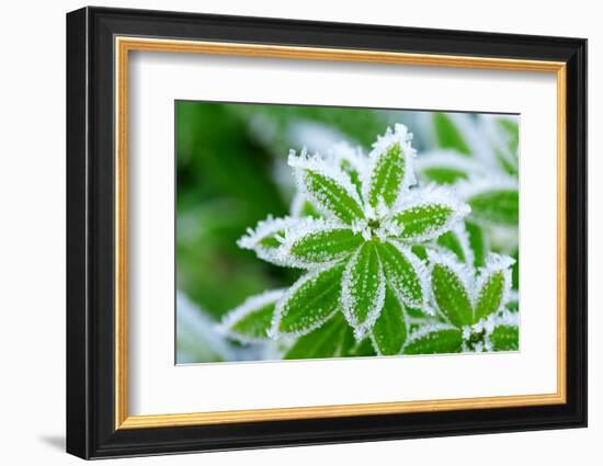 Green Grass in Hoarfrost-yanikap-Framed Photographic Print