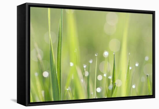 Green Grass-Yanika-Framed Stretched Canvas