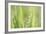 Green Grass-Yanika-Framed Art Print