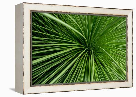 Green Grass-Charles Bowman-Framed Premier Image Canvas