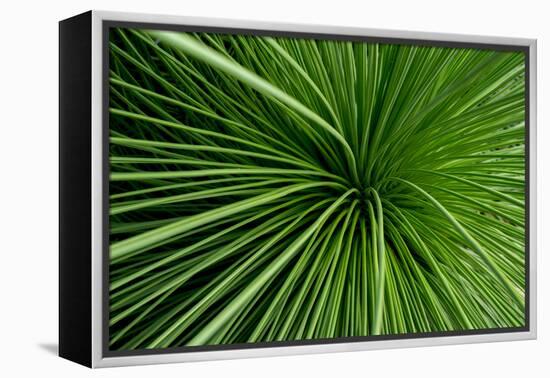 Green Grass-Charles Bowman-Framed Premier Image Canvas