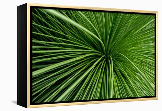 Green Grass-Charles Bowman-Framed Premier Image Canvas