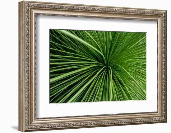 Green Grass-Charles Bowman-Framed Photographic Print