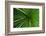 Green Grass-Charles Bowman-Framed Photographic Print