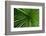 Green Grass-Charles Bowman-Framed Photographic Print