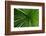 Green Grass-Charles Bowman-Framed Photographic Print