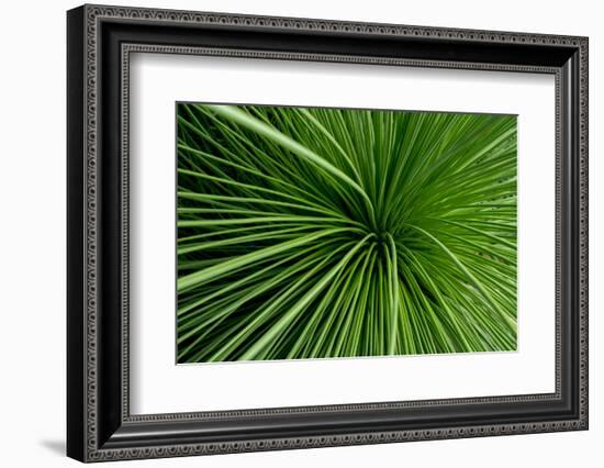 Green Grass-Charles Bowman-Framed Photographic Print