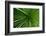 Green Grass-Charles Bowman-Framed Photographic Print