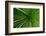 Green Grass-Charles Bowman-Framed Photographic Print