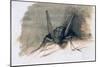 Green Grasshopper, 16th Century-Joris Hoefnagel-Mounted Giclee Print