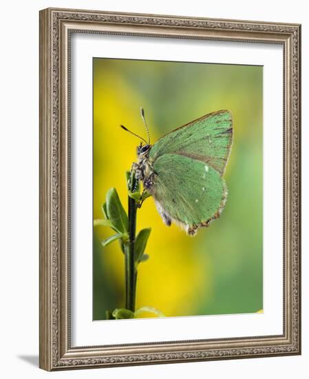 Green Hairstreak Butterfly at Rest on Broom, UK-Andy Sands-Framed Photographic Print