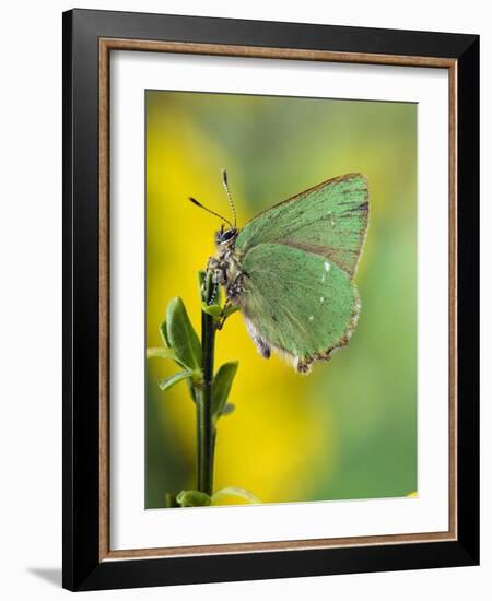 Green Hairstreak Butterfly at Rest on Broom, UK-Andy Sands-Framed Photographic Print