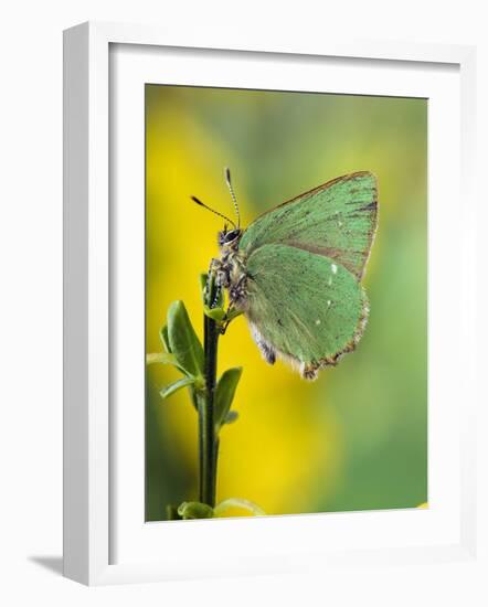 Green Hairstreak Butterfly at Rest on Broom, UK-Andy Sands-Framed Photographic Print