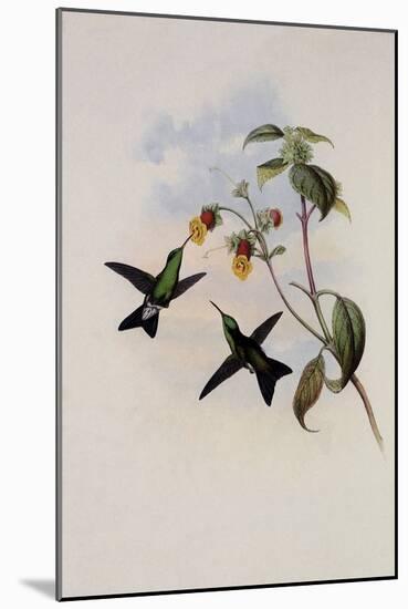 Green-Headed Sapphire, Eucephala Chlorocephala-John Gould-Mounted Giclee Print