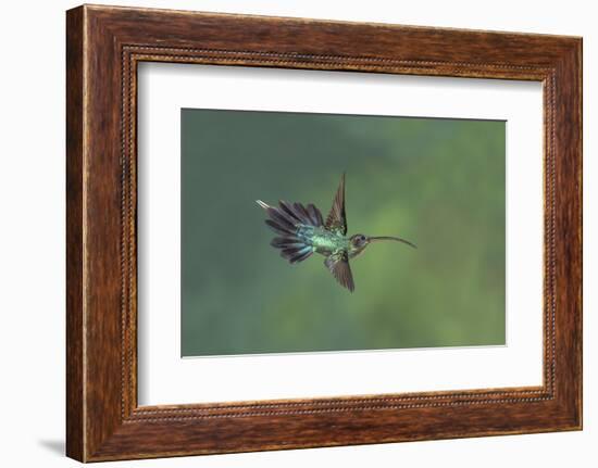 Green hermit hummingbird, Atlantic cloud forest, Costa Rica-Melvin Grey-Framed Photographic Print