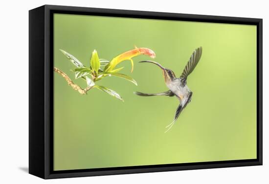 Green Hermit hummingbird, lowland rainforest, Costa Rica-Melvin Grey-Framed Premier Image Canvas