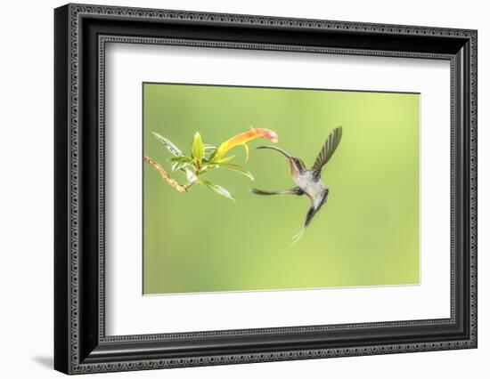 Green Hermit hummingbird, lowland rainforest, Costa Rica-Melvin Grey-Framed Photographic Print