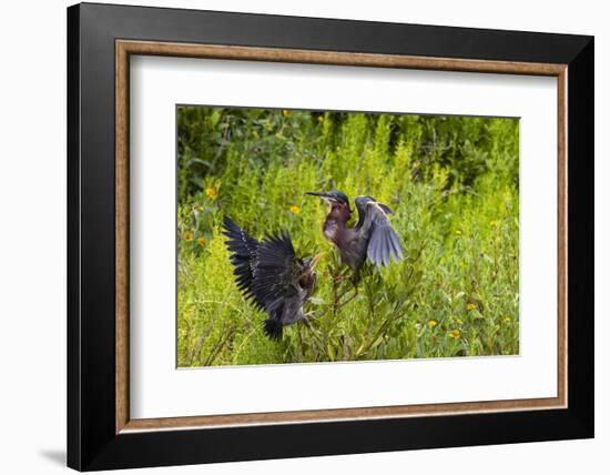 Green Heron (Butorides virescens) feeding time-Larry Ditto-Framed Photographic Print