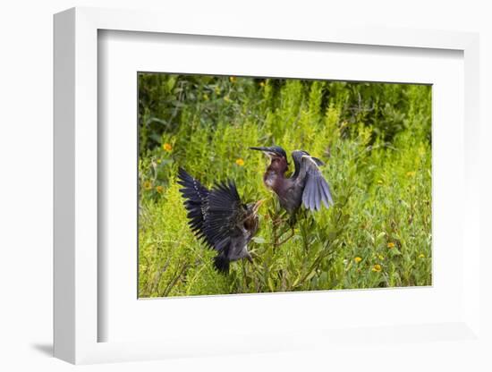 Green Heron (Butorides virescens) feeding time-Larry Ditto-Framed Photographic Print