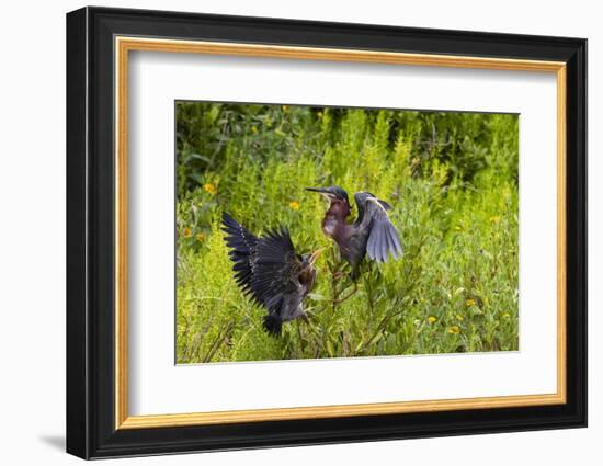 Green Heron (Butorides virescens) feeding time-Larry Ditto-Framed Photographic Print