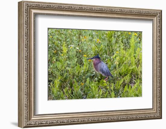 Green Heron (Butorides virescens) standing in shrubs-Larry Ditto-Framed Photographic Print