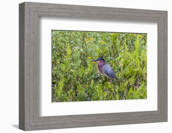 Green Heron (Butorides virescens) standing in shrubs-Larry Ditto-Framed Photographic Print