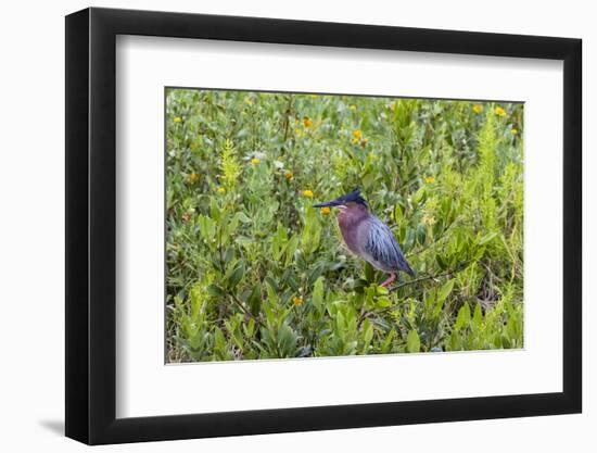 Green Heron (Butorides virescens) standing in shrubs-Larry Ditto-Framed Photographic Print