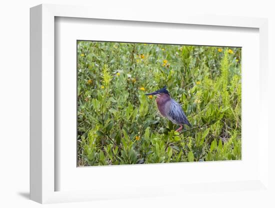 Green Heron (Butorides virescens) standing in shrubs-Larry Ditto-Framed Photographic Print