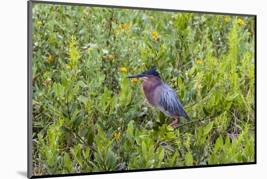 Green Heron (Butorides virescens) standing in shrubs-Larry Ditto-Mounted Photographic Print