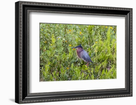 Green Heron (Butorides virescens) standing in shrubs-Larry Ditto-Framed Photographic Print
