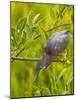 Green Heron, Florida, USA-Cathy & Gordon Illg-Mounted Photographic Print