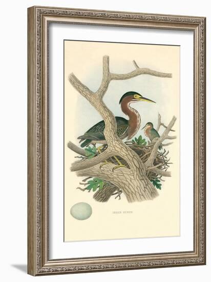 Green Heron Nest and Eggs-null-Framed Art Print