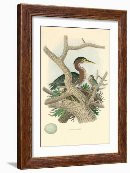 Green Heron Nest and Eggs-null-Framed Art Print