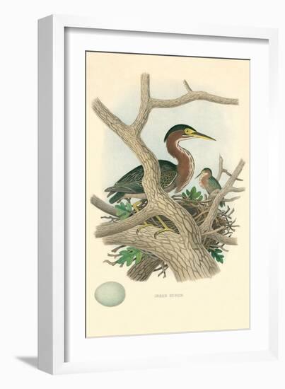 Green Heron Nest and Eggs-null-Framed Art Print