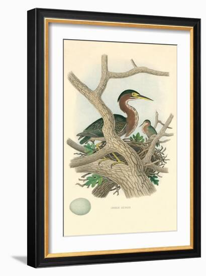 Green Heron Nest and Eggs-null-Framed Art Print