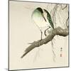 Green Heron on Branch-Koson Ohara-Mounted Giclee Print