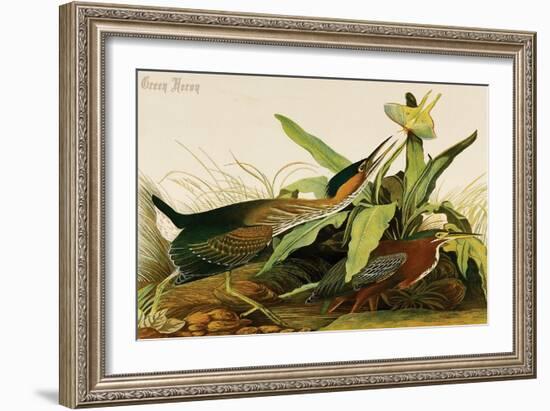 Green Heron-John James Audubon-Framed Art Print