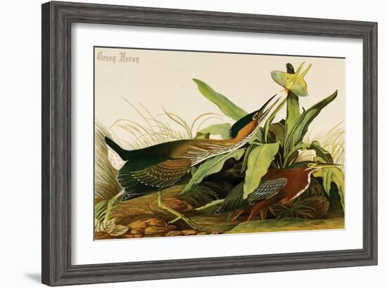 Green Heron-John James Audubon-Framed Art Print