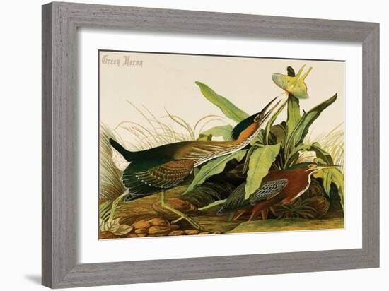 Green Heron-John James Audubon-Framed Art Print